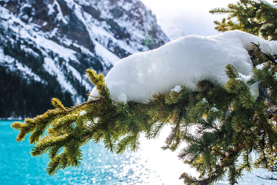 Free Image of Snow and pine leaves with Lake Louise - Banff National Park, Canada  