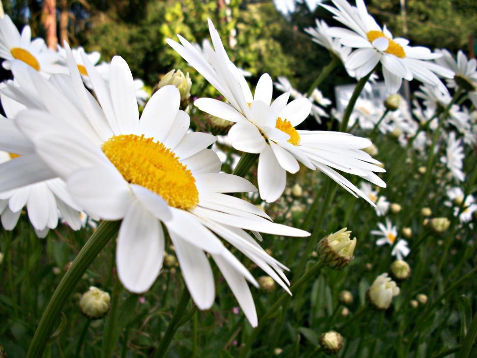 Download Free Stock Photo of White Chamomile Flowers  