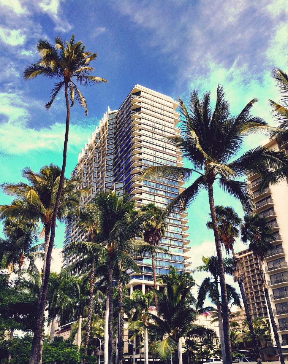 Free Image of Palm Trees and Skyscrapers 