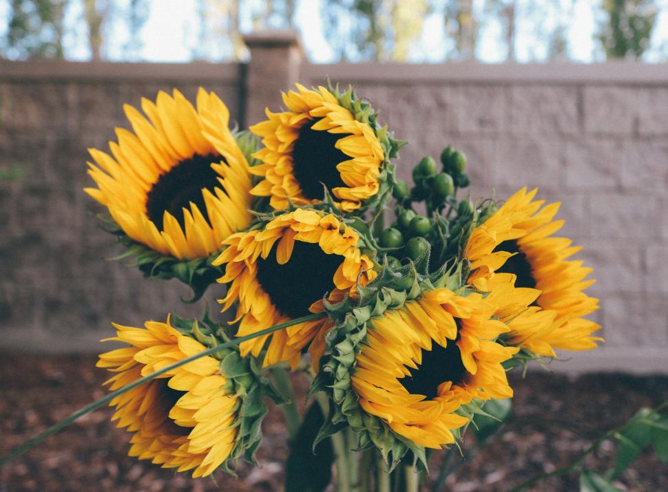 Free Image of Sunflowers  