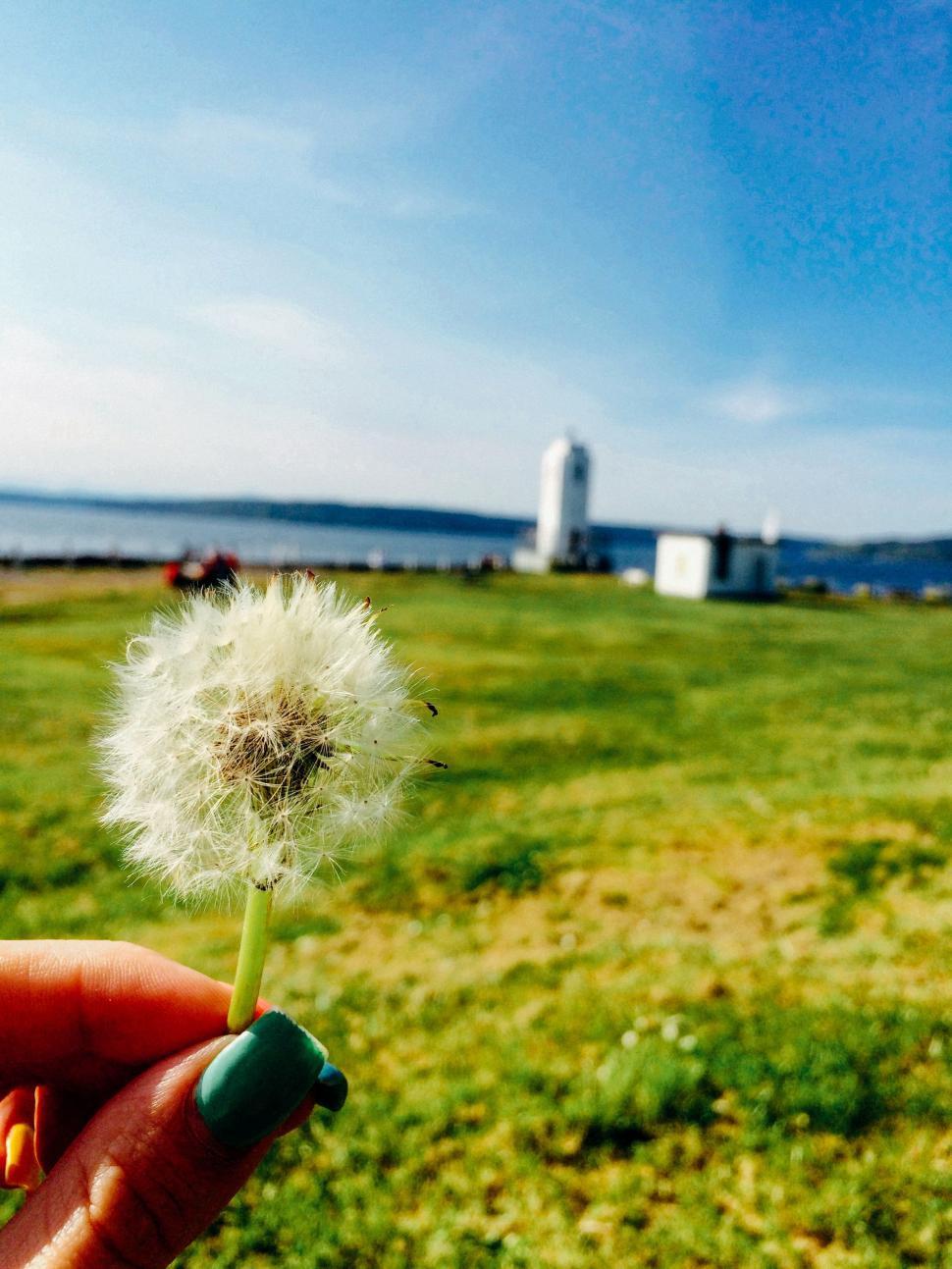 Free Image of Dandelion and hand 