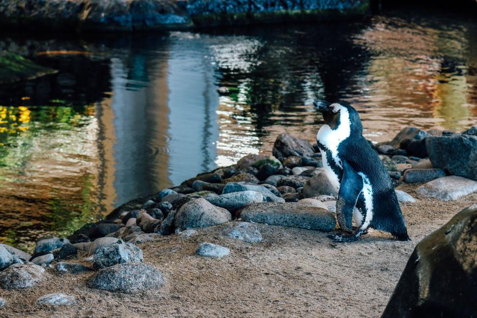 Free Image of Penguin at the zoo 