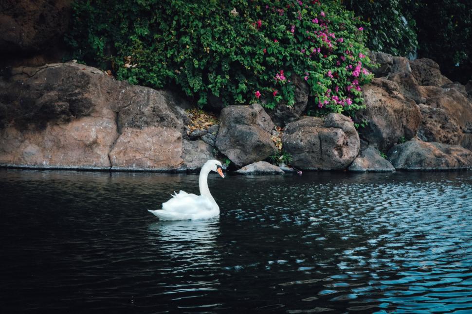 Free Image of White Swan  