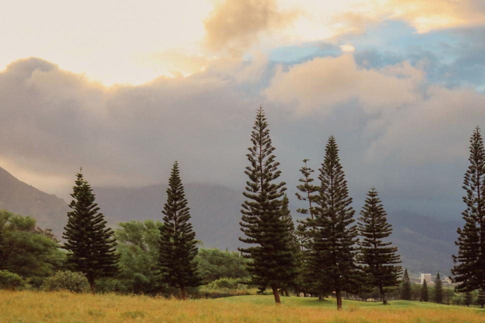 Free Image of Pine Trees and green grass  