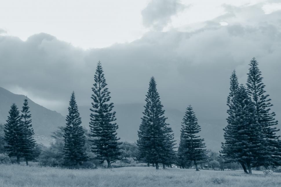 Free Image of Pine Trees and Fog  