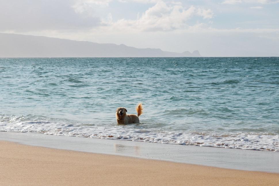 Free Image of Dog and sandy beach 