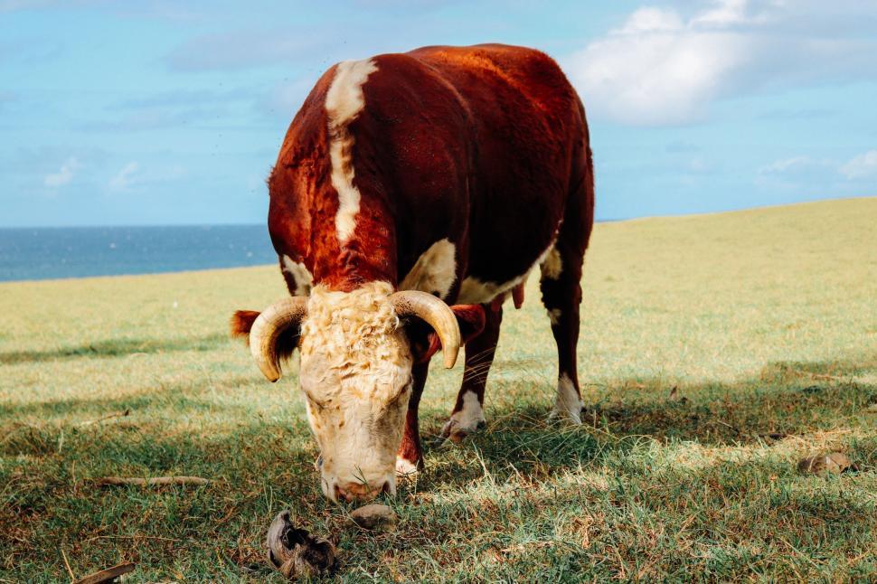 Free Image of Brown Cow  