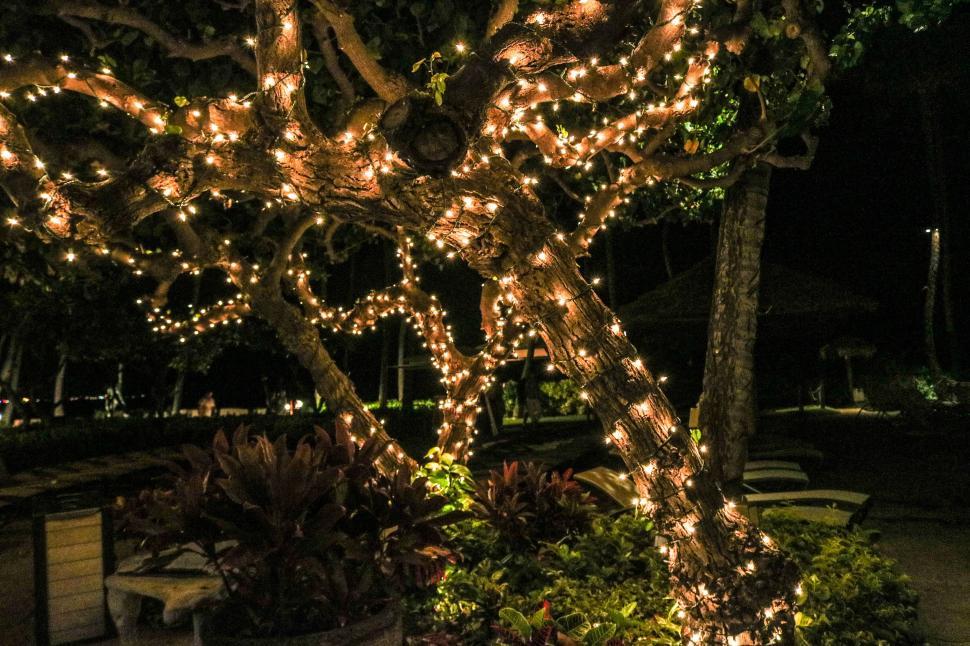 Free Image of Tree and Christmas Lights 