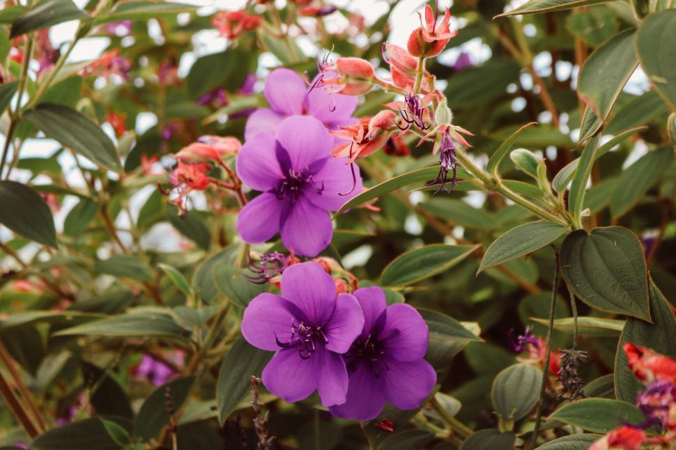 Free Image of Purple Flowers (glory bush) 