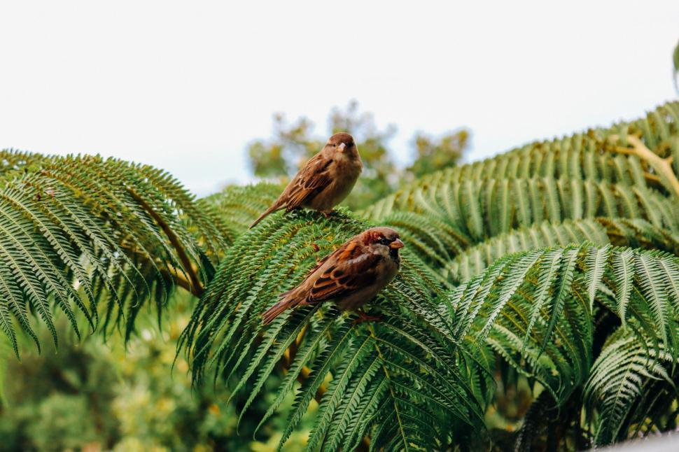 Free Image of Two Birds on palm tree leaves 