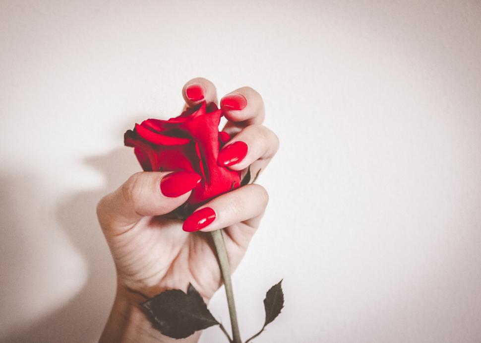 Free Image of Female hand and rose flower  