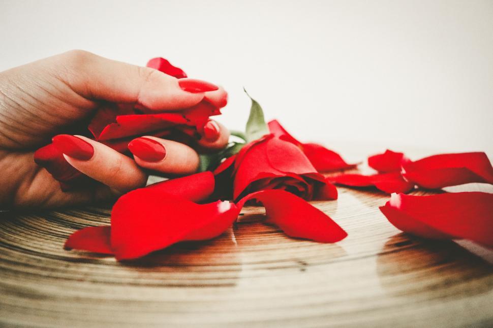 Free Image of Woman hand and red rose  