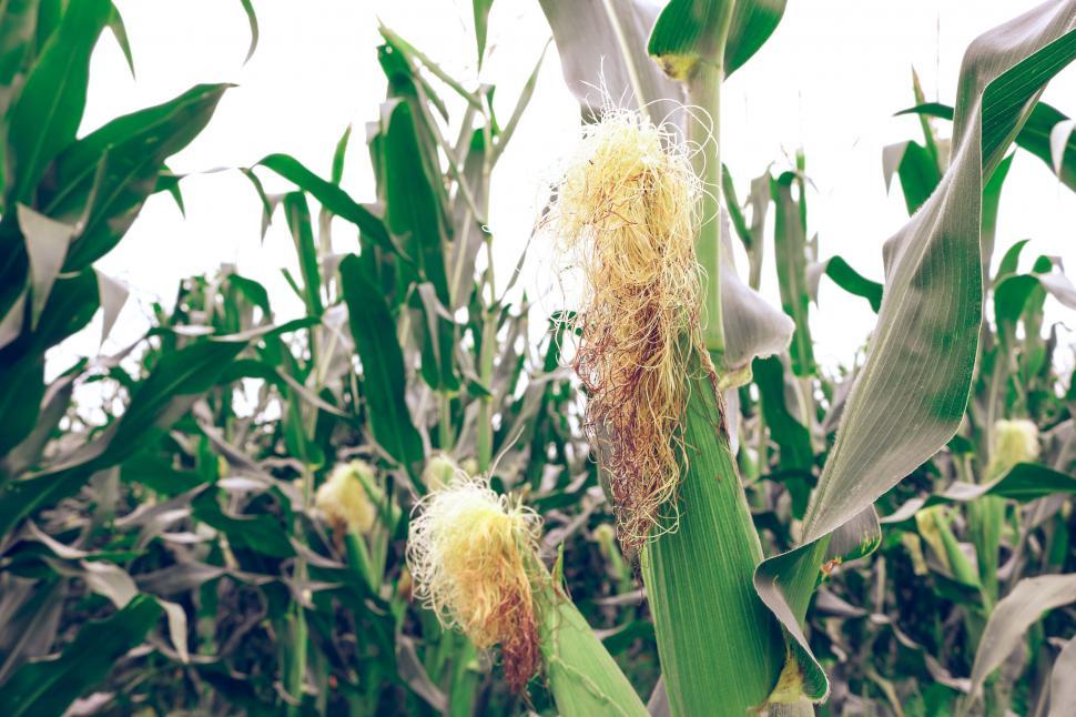 Free Image of Corn field 