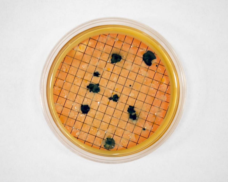 Free Image of Coliforms 