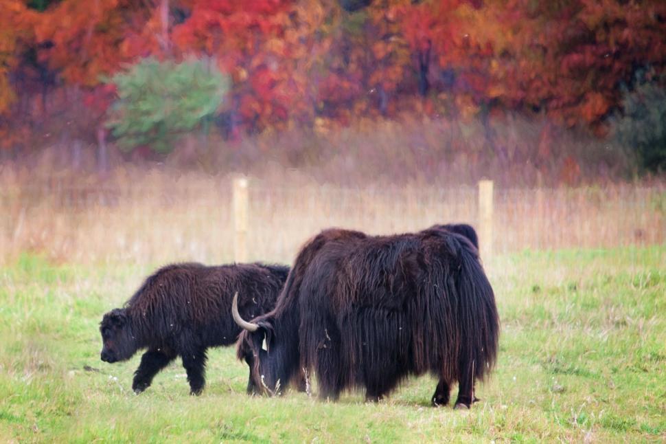 Free Image of Two Bison and Autumn  