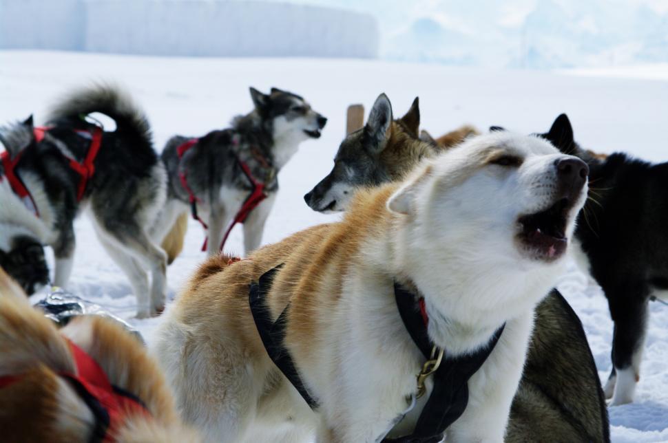 Free Image of Group of Dogs Standing in the Snow 