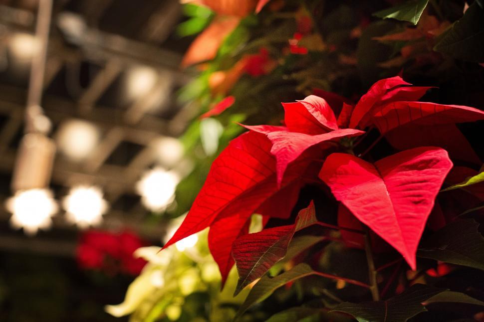 Free Image of Poinsettia flower 