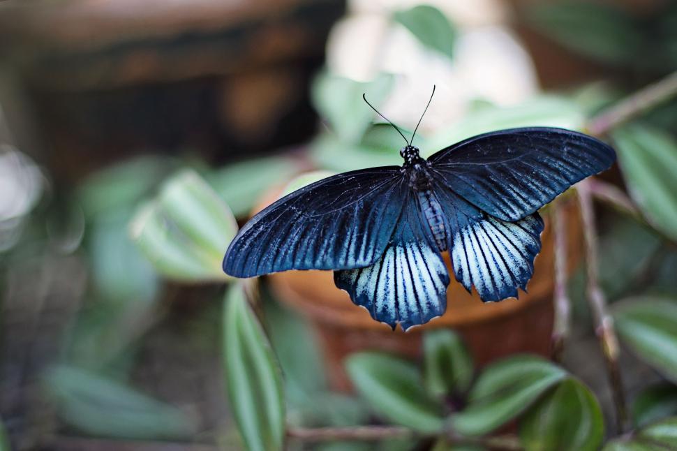 Free Image of Close-up of Blue Butterfly  