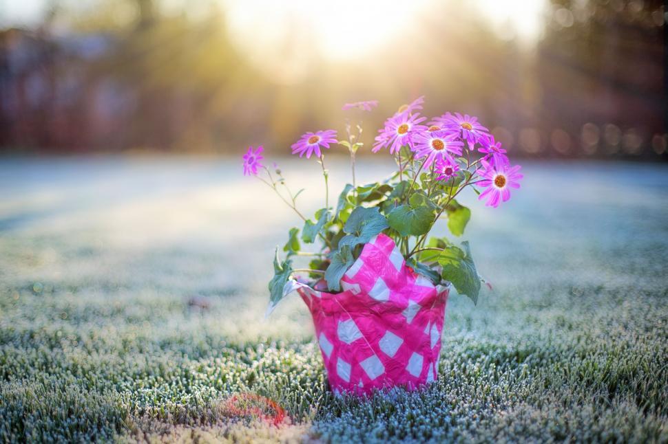 Free Image of Pink daisies in a flower pot  