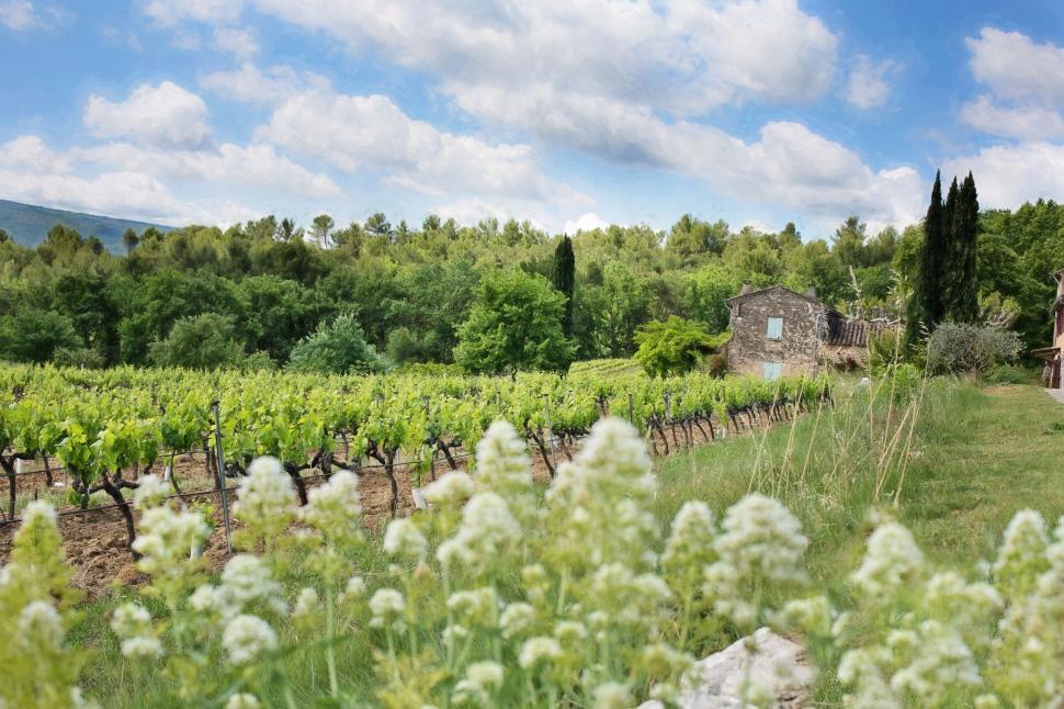 Free Image of French vineyard 