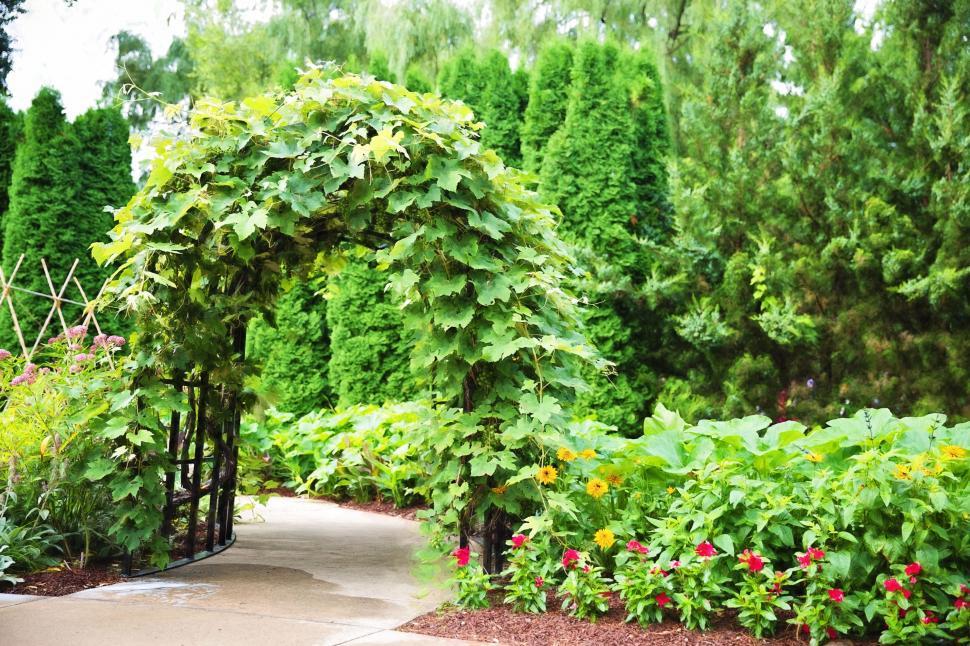Free Image of Ivy arched gate with trees  