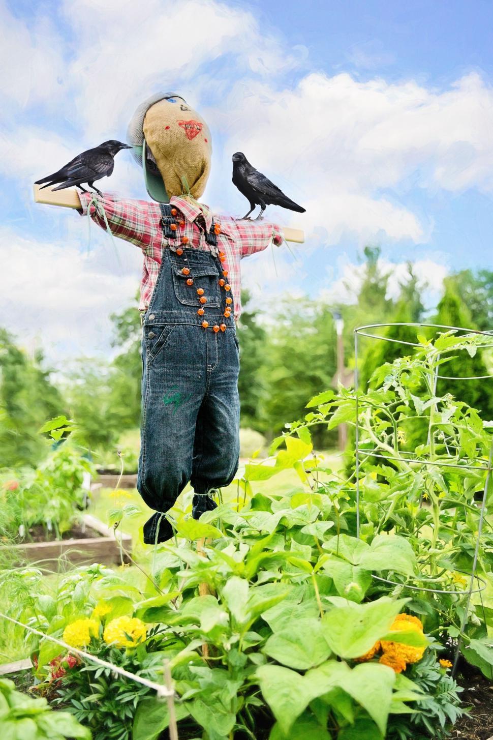 Free Image of Scarecrow and green leaves 