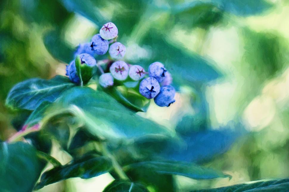 Free Image of Blueberry bush 