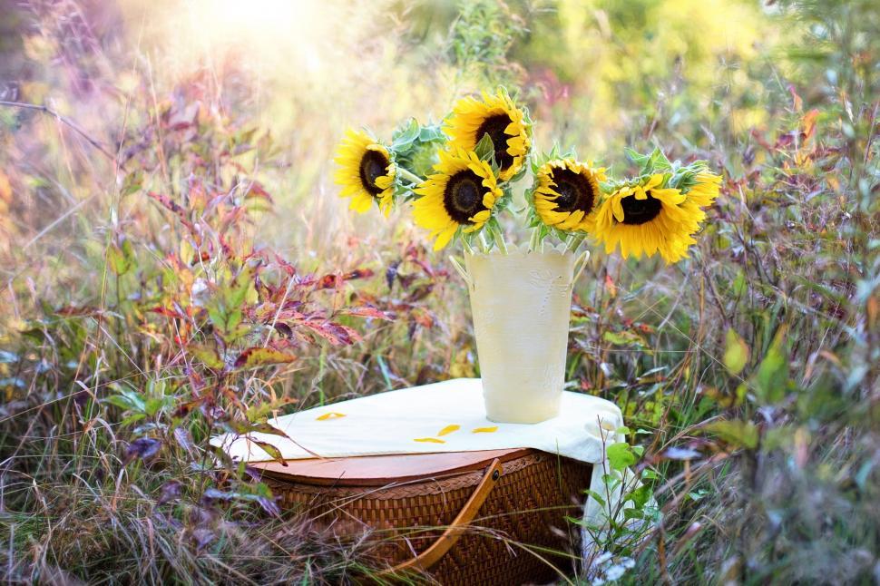Free Image of Wicker Basket and Sunflowers  