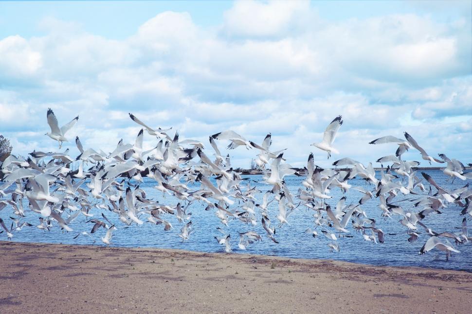 Download Free Stock Photo of Seagulls on beach  