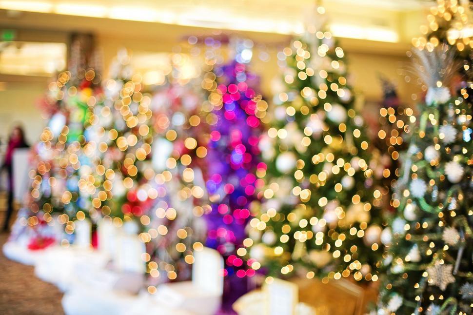 Free Image of Christmas trees and bokeh lights  