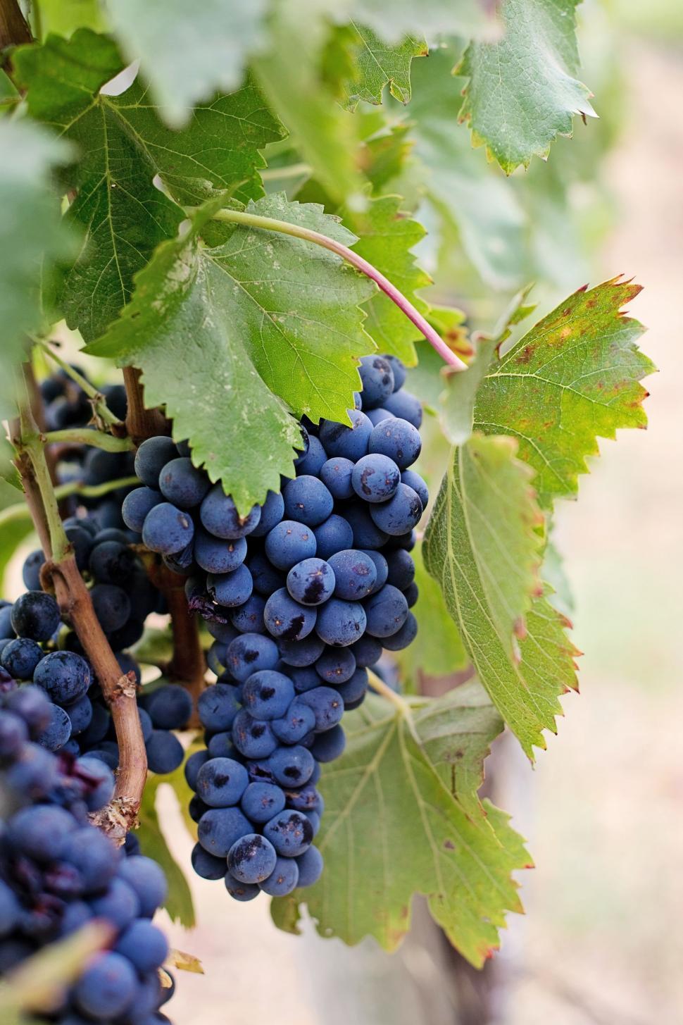 Free Image of Purple grapes and green leaves  