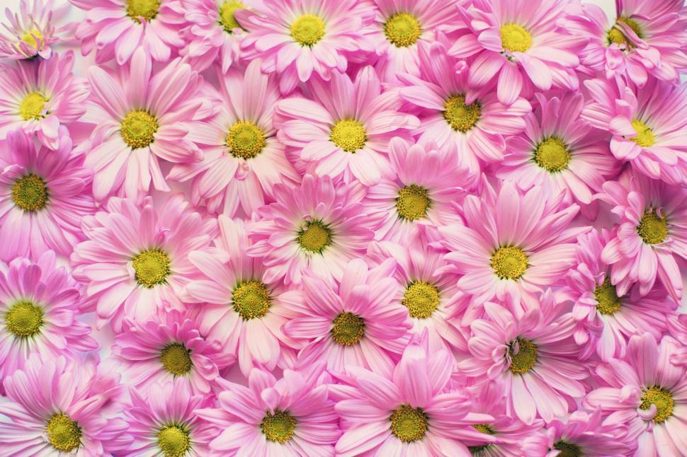 Free Image of Pink Daisy Flowers - Background 