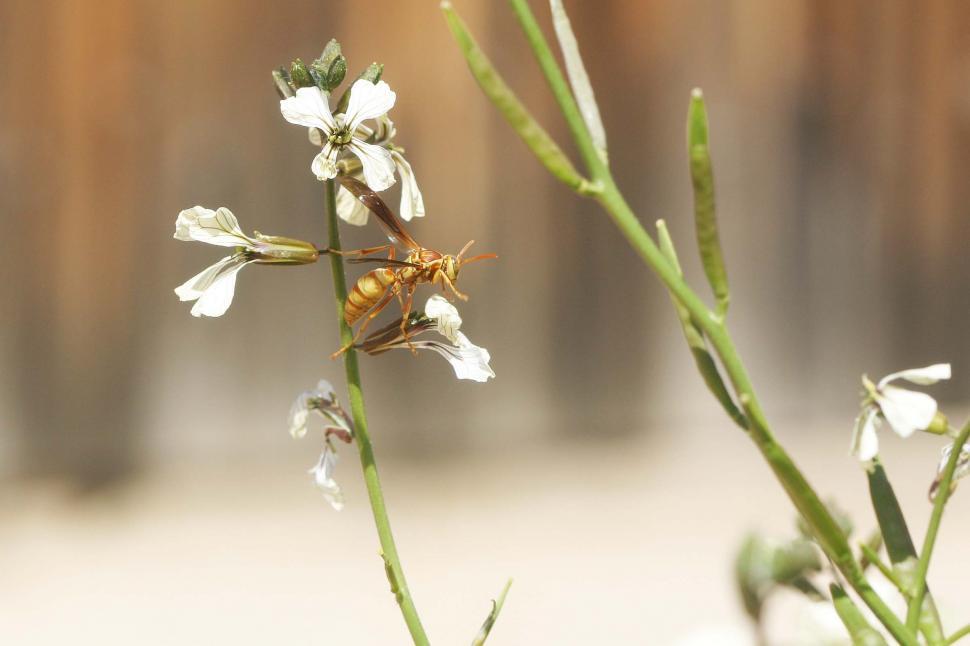 Free Image of Wasp and Flowers 