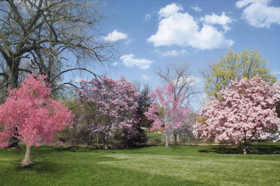 Free Image of Magnolia trees with green grass  