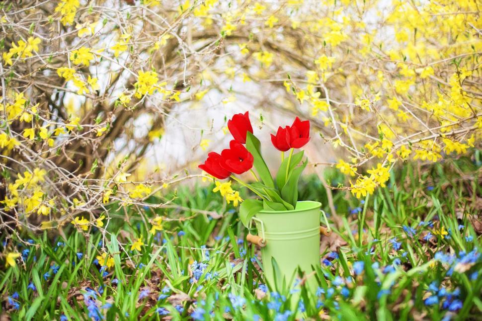 Free Image of Red Tulips in Vase With Yellow Flowers  