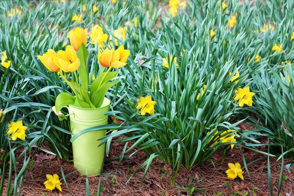 Free Image of Yellow Tulips and Daffodils in Garden  