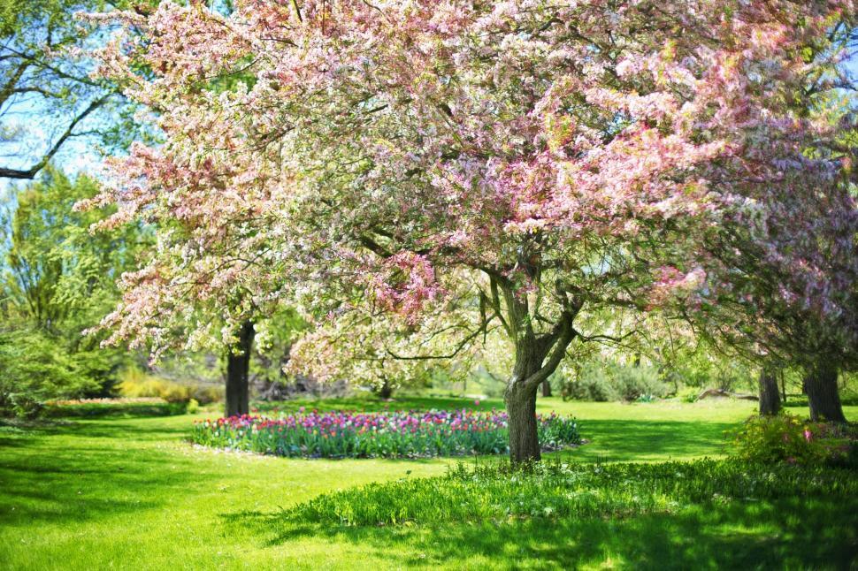 Free Image of Pink Flowers Tree in the garden  