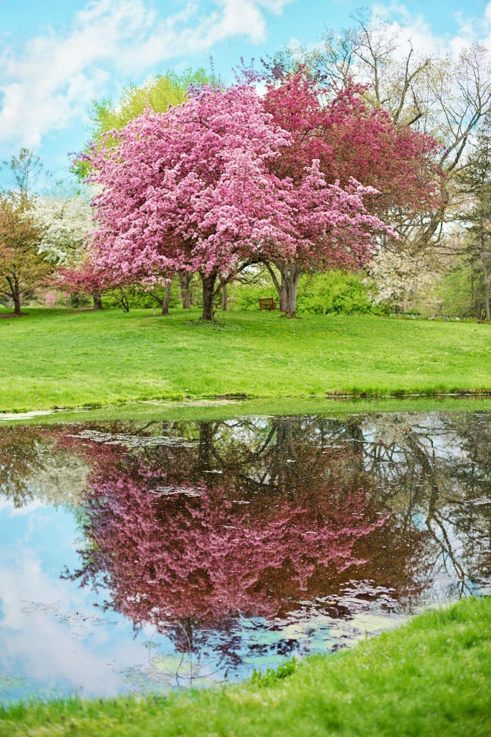 Free Image of Pink Flower Tree and Green Grass 