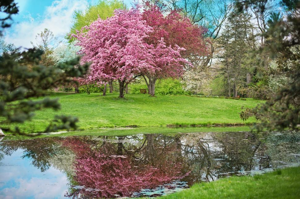Free Image of Pink Flower Trees in Garden  