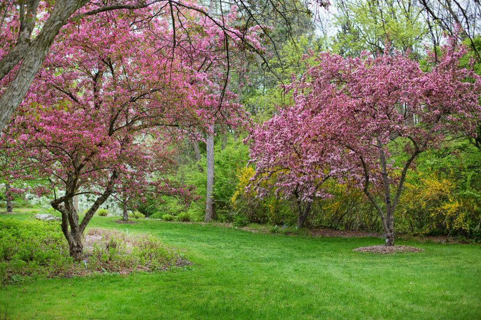 Free Image of Pink Flowers and Green Grass in the park  