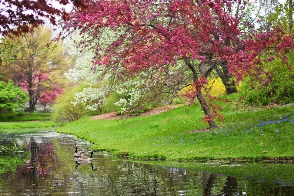 Free Image of Pond and Pink Flower Trees 