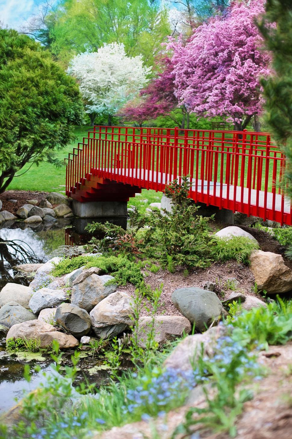 Free Image of Red Bridge and flowering trees in the park 