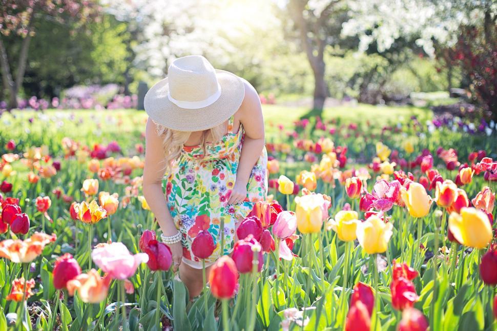 Free Image of Woman in hat with colorful tulip flowers - looking down  