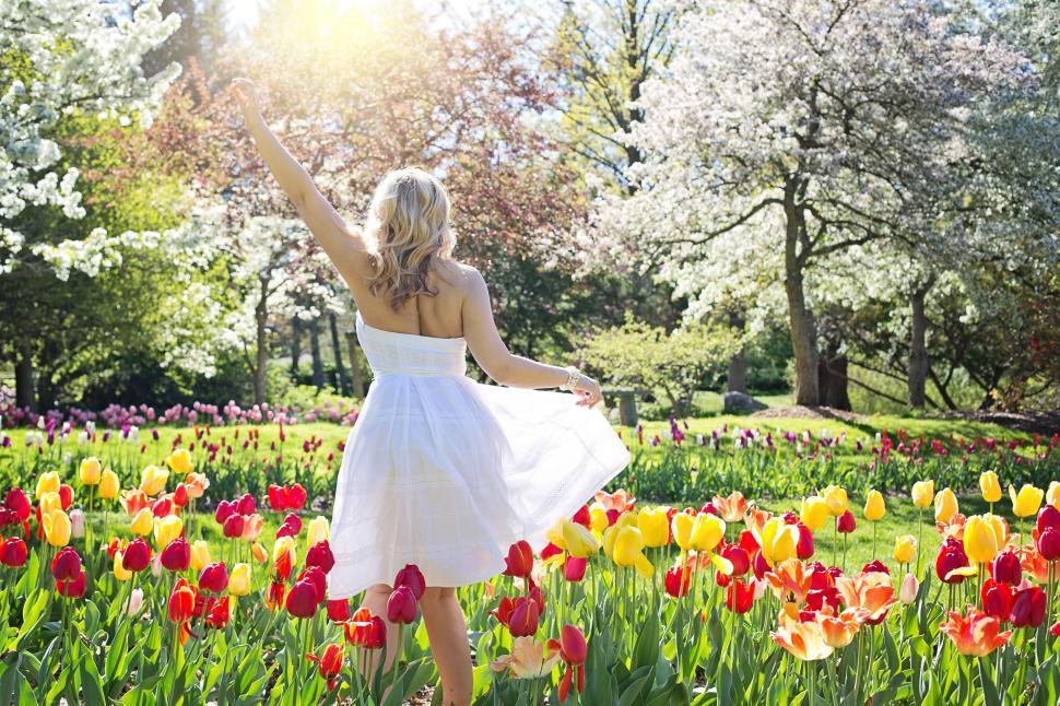 Free Image of Back View of Woman in Tulip Garden 