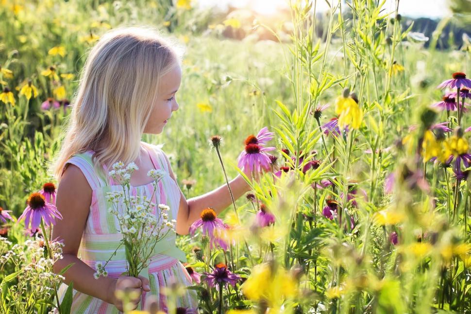 Free Image of Little Girl in flower field  