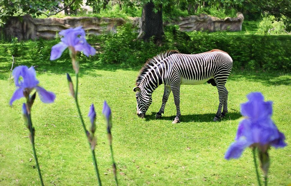 Free Image of Zebra and purple flowers  