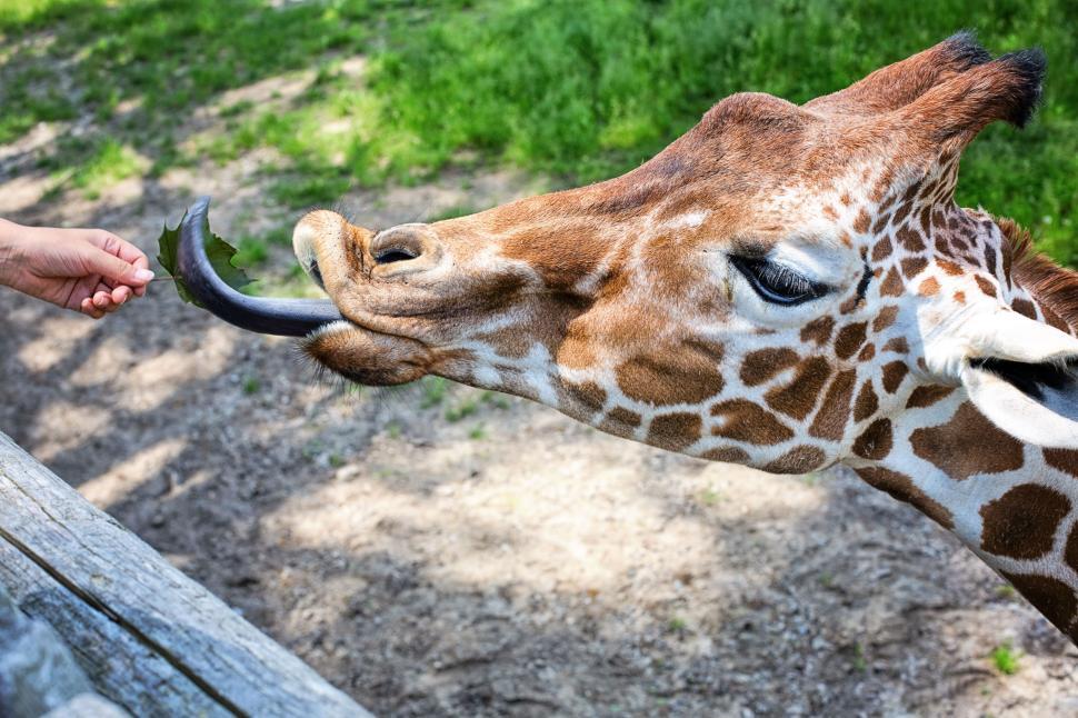 Free Image of Giraffe eating with tongue out 