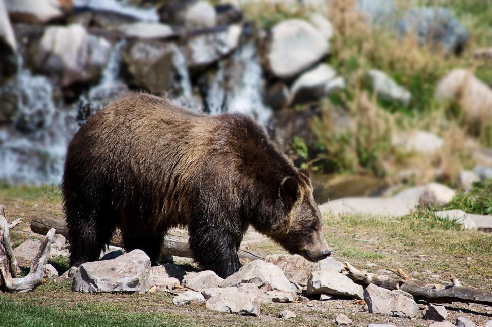 Free Image of North American brown bear 