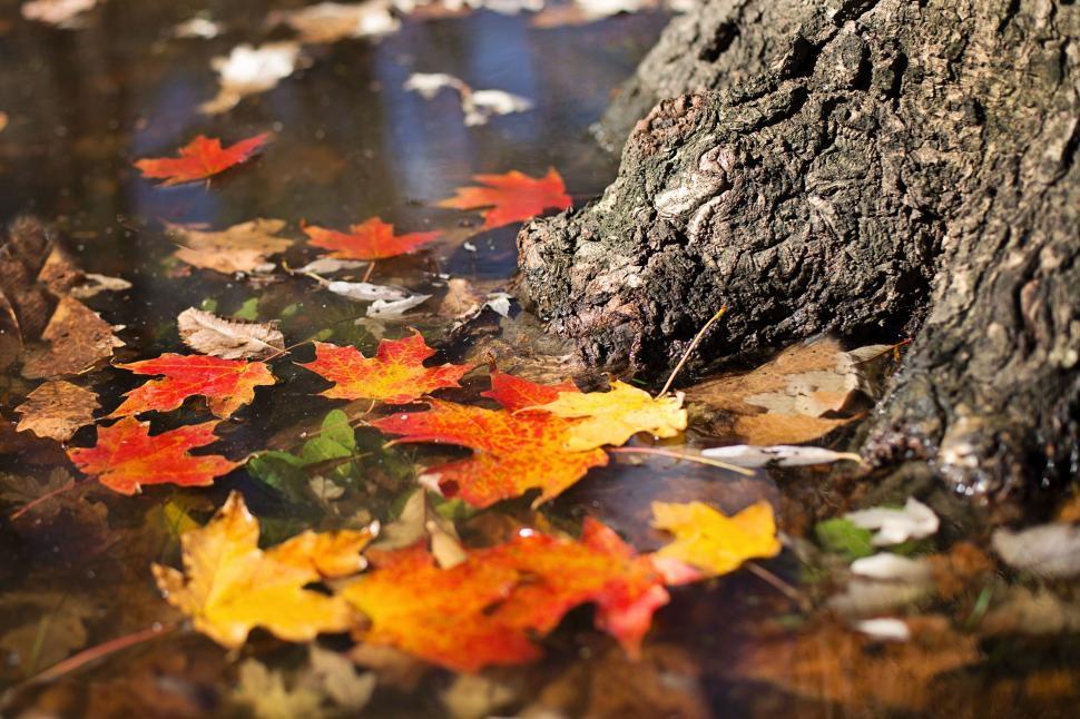 Download Free Stock Photo of Autumn Leaves in Lake  