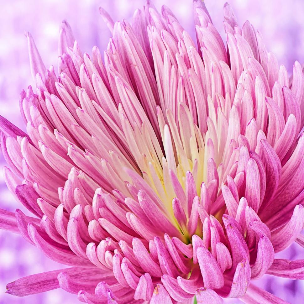Free Image of Pink Flower - Macro 